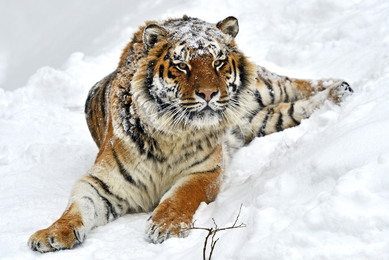 Число мигрирующих из РФ в КНР тигров и леопардов посчитают по ДНК - 2x2.su