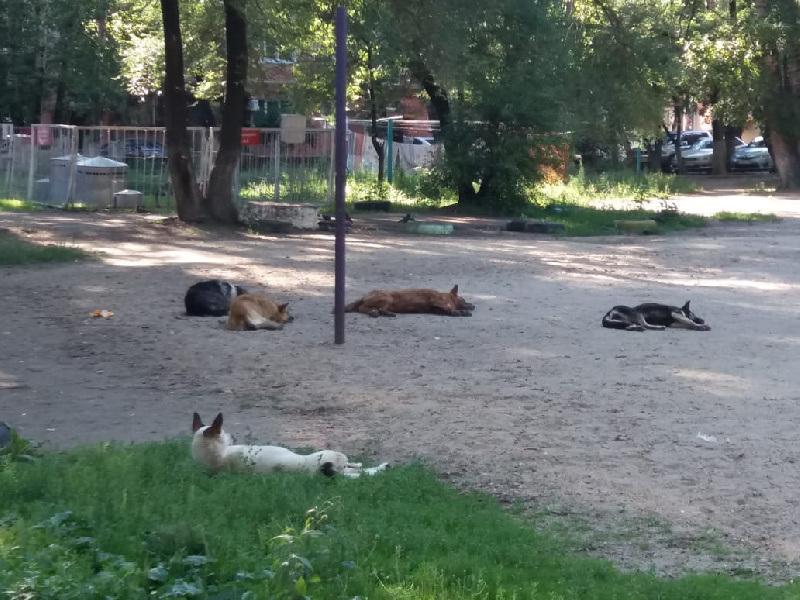 Жители Благовещенска снова жалуются на агрессивных бездомных собак - 2x2.su